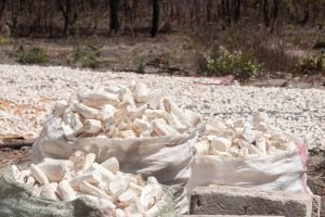 cassava, dried, farming-4683608.jpg